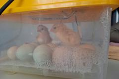 IMG-20260326-WA0013