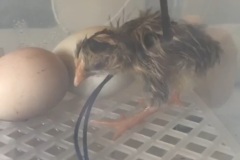 Screenshot_20260329_181934_Gallery